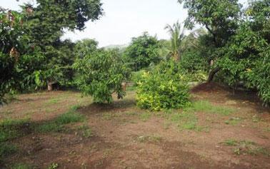 Agricultural Properties